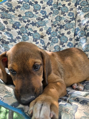 Hund Hündin Welpe Tierschutz Bundesweite Vermittlung  Bild 3