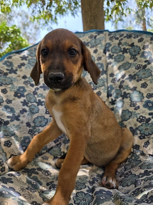Hund Hündin Welpe Tierschutz Bundesweite Vermittlung  Bild 6