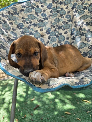 Hund Hündin Welpe Tierschutz Bundesweite Vermittlung  Bild 10