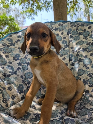 Hund Hündin Welpe Tierschutz Bundesweite Vermittlung  Bild 7