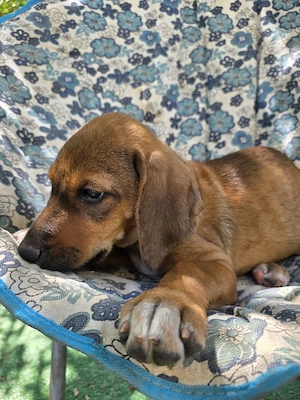 Hund Hündin Welpe Tierschutz Bundesweite Vermittlung  Bild 8
