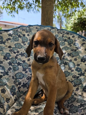 Hund Hündin Welpe Tierschutz Bundesweite Vermittlung 