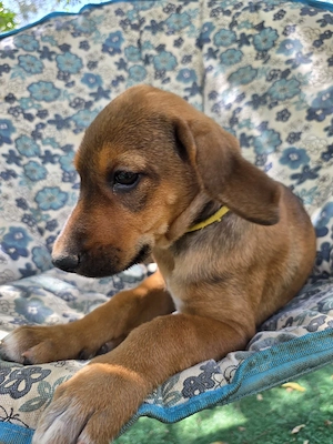 Hund Hündin Welpe Tierschutz Bundesweite Vermittlung  Bild 2