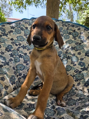 Hund Hündin Welpe Tierschutz Bundesweite Vermittlung  Bild 4