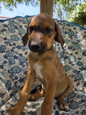 Hund Hündin Welpe Tierschutz Bundesweite Vermittlung  Bild 5