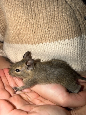 Degu-Babys 6,5 Wochen alt, männlich