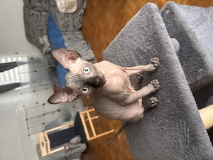 Reinrassige kanadische Sphinx 