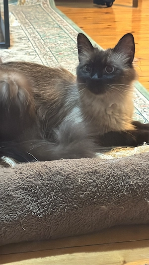 Siam Katze 
