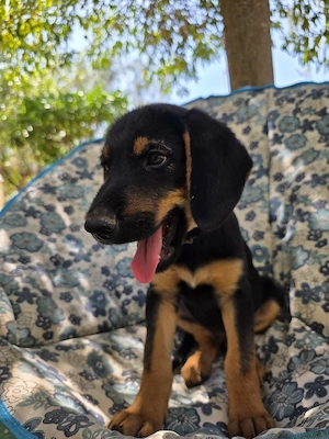 Hund Rüde Welpe Tierschutz Bundesweite Vermittlung 
