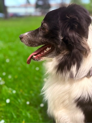 Border Collie