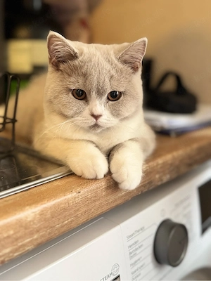 Bkh Katze Kater mit stammbaum 
