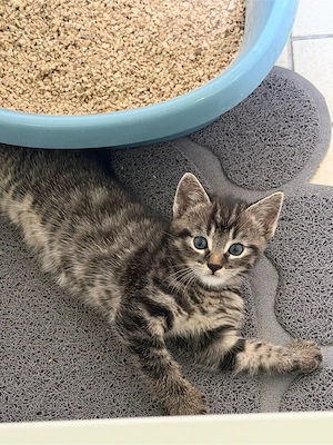 Kitten, Katzen Babys, Kitte, Kater, Katze 