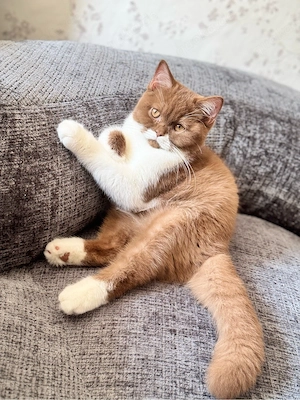 Bkh Katze Kater mit stammbaum 