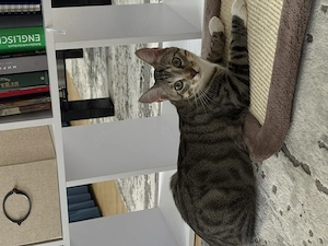 Liebevolles Zuhause für unseren Kater gesucht 