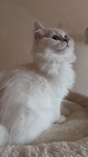Liebe auf den ersten Blick! Blauäugige Schneeflockenkätzchen suchen ein Zuhause   S
