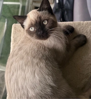 Wunderschöner BKH Blue Point Kater 12 Wochen alt