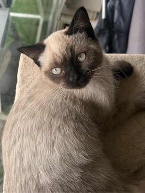 Wunderschöner BKH Blue Point Kater 14Wochen alt Bild 3
