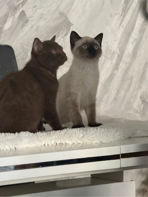 Wunderschöner Britisch Kurzhaar Kater  seltene braune Fa