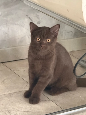 Wunderschöner Britisch Kurzhaar Kater  seltene braune Fa