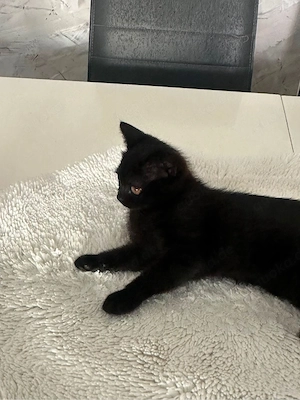 Britisch Kurzhaar Katze 12 Wochen alt 