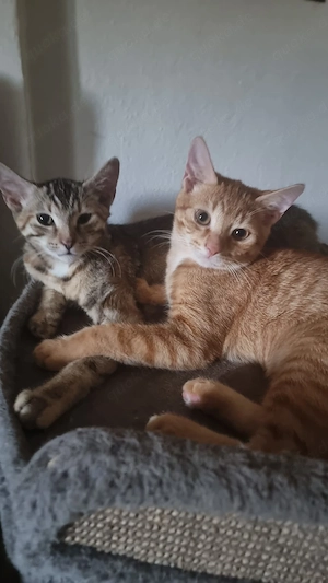 Traumkater sucht SEIN Zuhause für immer: Kleiner Orangen-Sonnenschein (5 Monate)