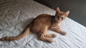 Traumkater sucht SEIN Zuhause für immer: Kleiner Orangen-Sonnenschein (5 Monate)