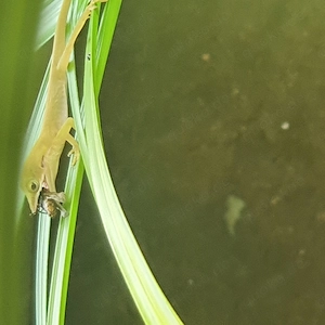 Anolis allisoni DNZ 2026