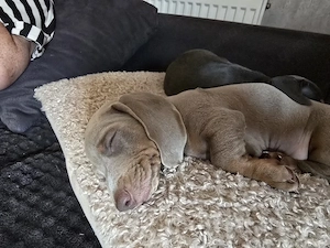 Dackel zu verkaufen  Bild 3