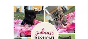 Liebevolle Kitten suchen ihr Zuhause