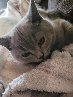 BKH Katerchen