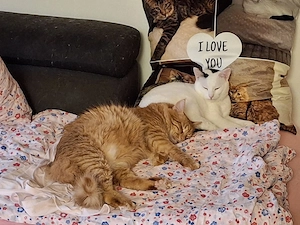 Milo und Loki suchen zusammen ihr für immer Zuhause 