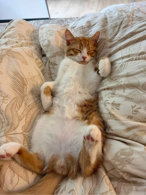 Zwei Katzen nur gemeinsam abzugeben   liebevolles, eingespieltes Duo 