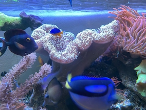 Meerwasser Aquarium Anemonen , corallen und lebendes gestein 