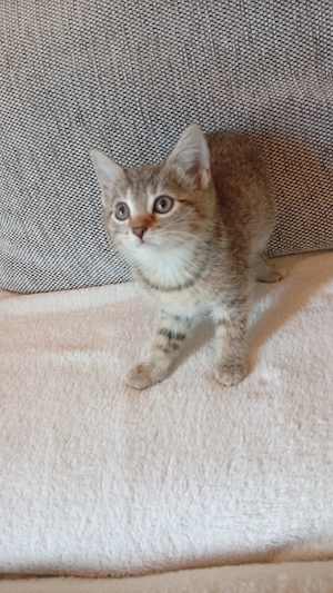 Kitten abzugeben