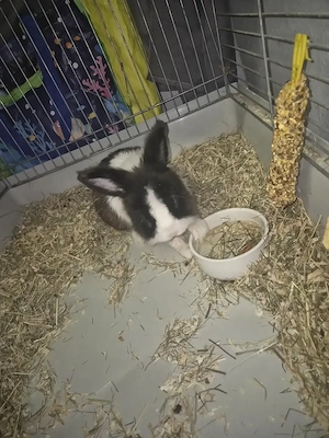 Verkaufe hier ein Zwergkaninchen 