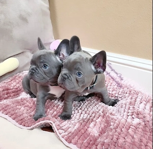 Französische Bulldoggen suchen ein neues Zuhause