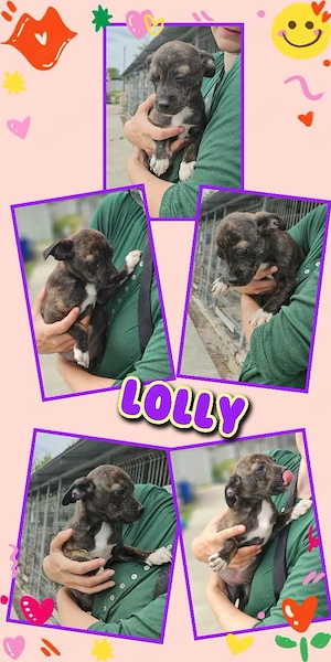 kleines, zuckersüßes Welpenmädchen "Lolly" sucht ein liebevolles Zuhause