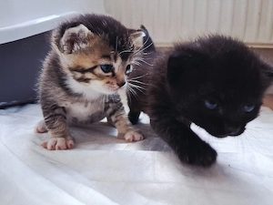 Katzen baby