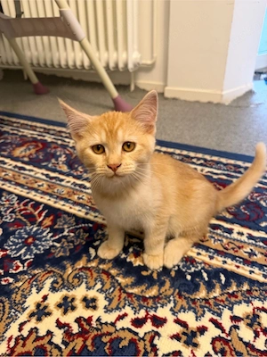 norwegische Waldkatze, Maine Coon, kanadischer Rasse