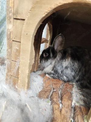 Kastrierter Zwergkaninchen Bock sucht neues Zuhause 