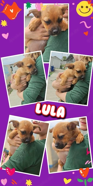 bezauberndes, kleines Welpenmädchen "Lula" sucht ein liebevolles Zuhause
