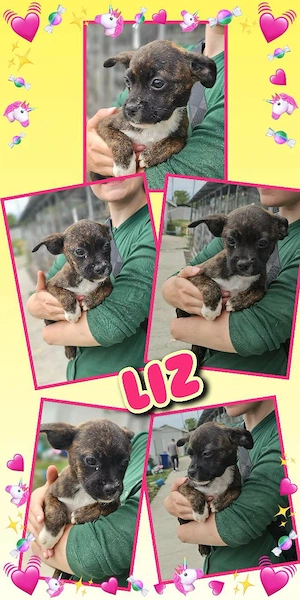 kleines, wunderschönes Welpenmädchen "Liz" sucht ein liebevolles Zuhause