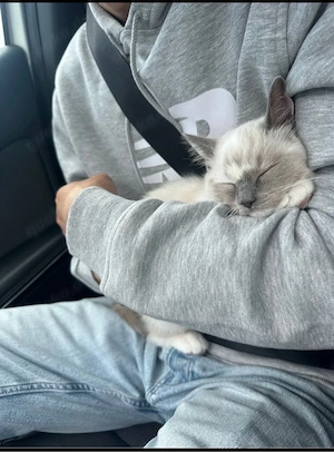 5 Monate alte Katze abzugeben