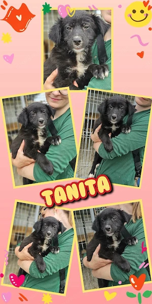 wunderschönes Welpenmädchen "Tanita" sucht ein liebevolles Zuhause