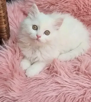 Siam   BKH Kitten  