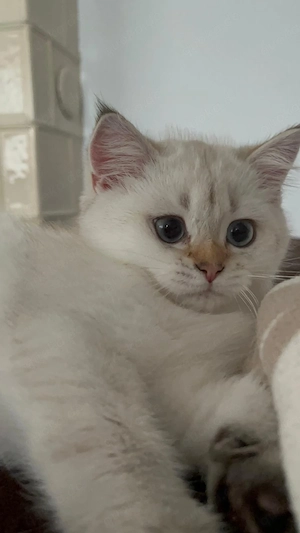 BKH Kitten