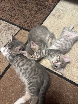 babykatze 