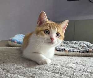 Last Minute Glück: Nur noch 1 BKH Traum-Kitten sucht ab 26.08. seinen Herzensmenschen!