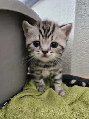 britisch kurzhaar tabby mit rot
