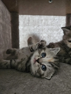 britisch kurzhaar tabby mit rot Bild 2